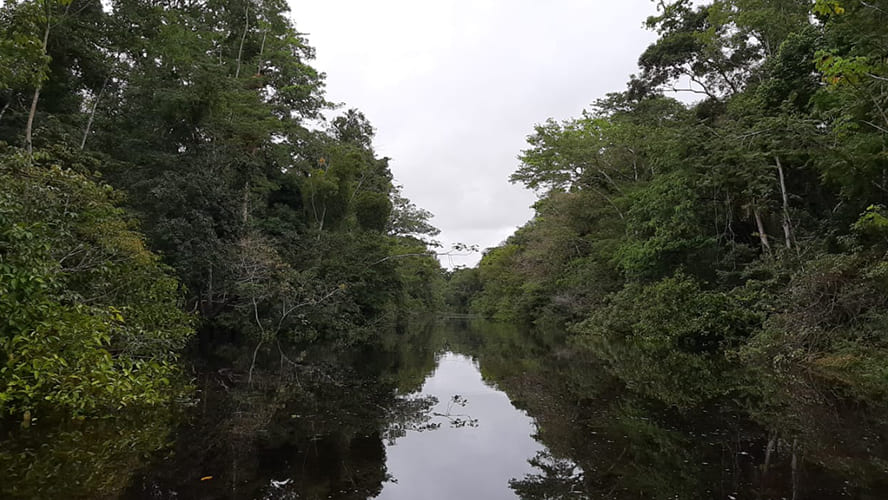 Programa Arapaima